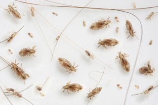 Close-up of head lice on hair strands, illustrating common issue in lice infestations, relevant to head lice treatment and prevention discussions.